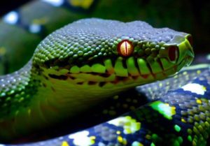 緑目赤蛇