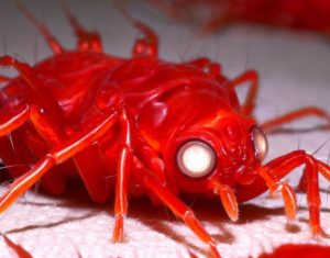 赤トコジラミ 赤南京虫